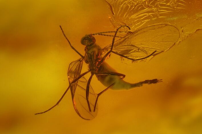 Fossil Fly (Diptera) In Baltic Amber #183636